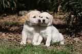 LABRADOR 1036